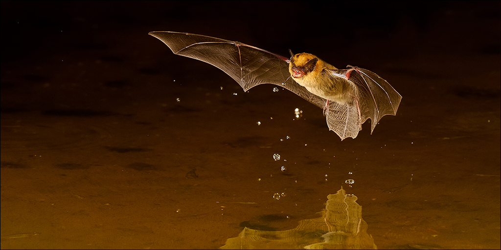 Ontario Children Helping House Endangered Bats