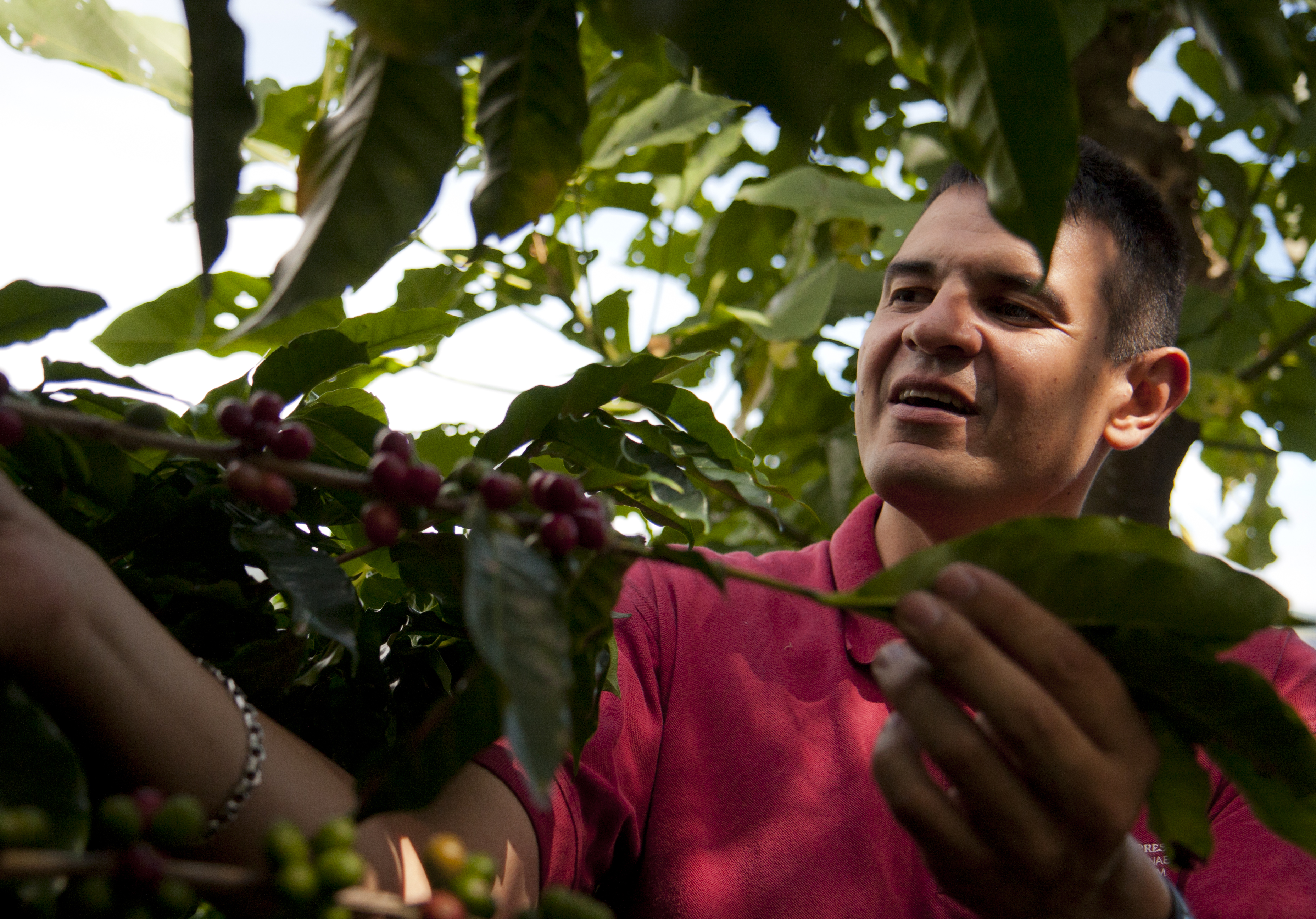 Nespresso Agronomist 