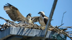 Osprey nest. Nest monitoring in partnership with NJ Fish and Wildlife and Conserve Wildlife Foundation of NJ.