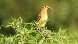Bobolink