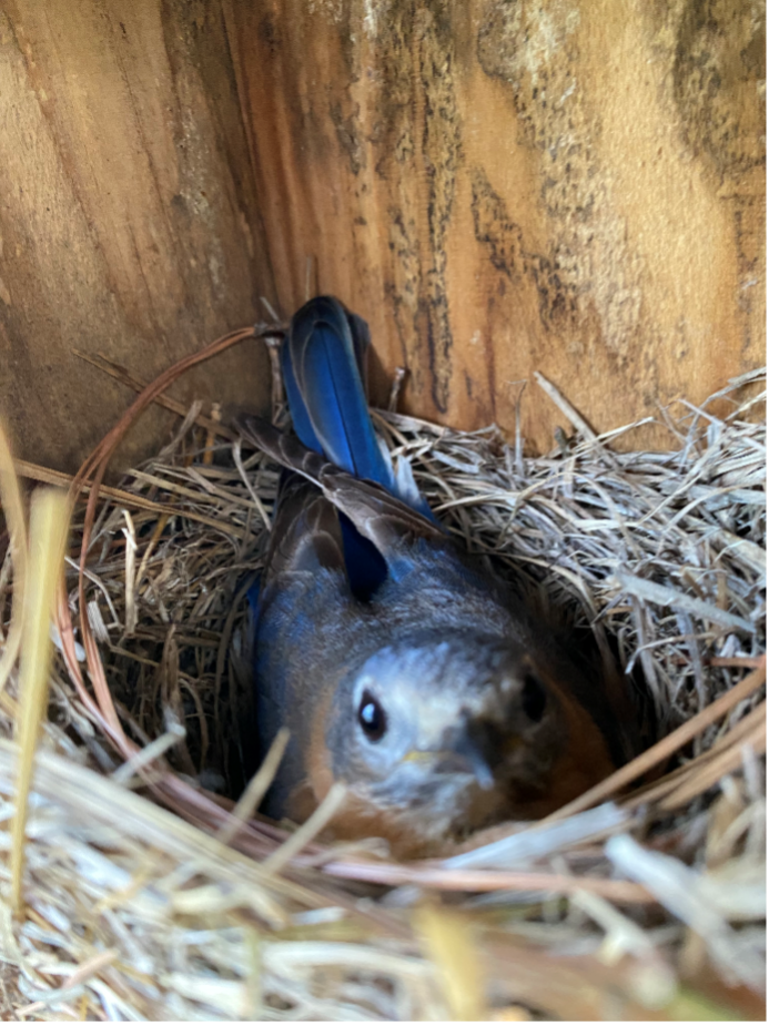 bluebird nesting in box