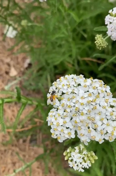 bee landing on white flower