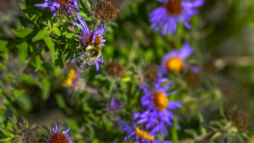 A bee visits native wildflowers along a right of way in Louisiana.