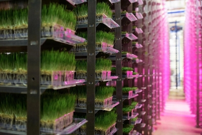 Danielle and Edwin Horton saw an opportunity to change the global agricultural landscape and help feed the world in a sustainable fashion. With degrees from the University of Cal Poly San Luis Obispo in Agricultural Business and Crop Sciences, they started Urban Produce and began actively testing their High Density Vertical Growing System to see how it could help globalize locally grown produce.