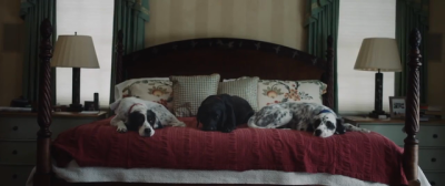 For The Love Of Luck An Orvis Dog S Story