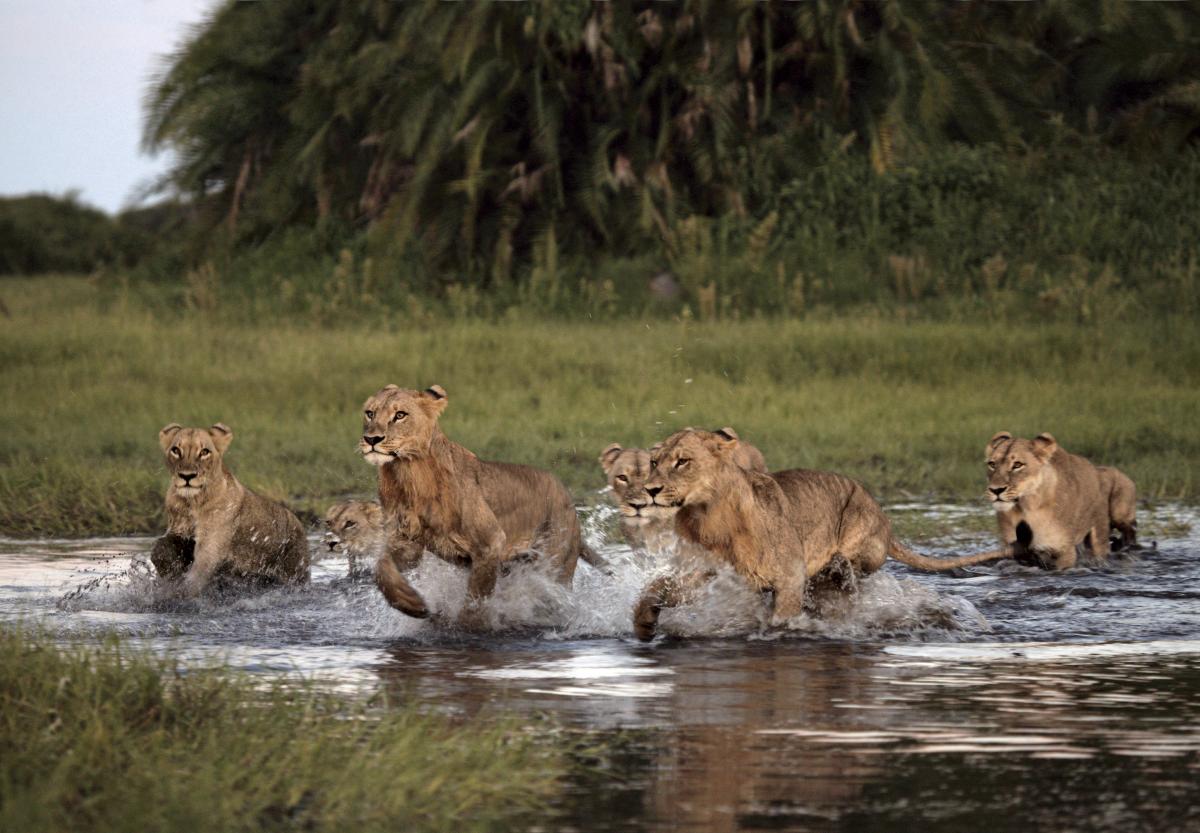 Asiatic Lion  National Geographic