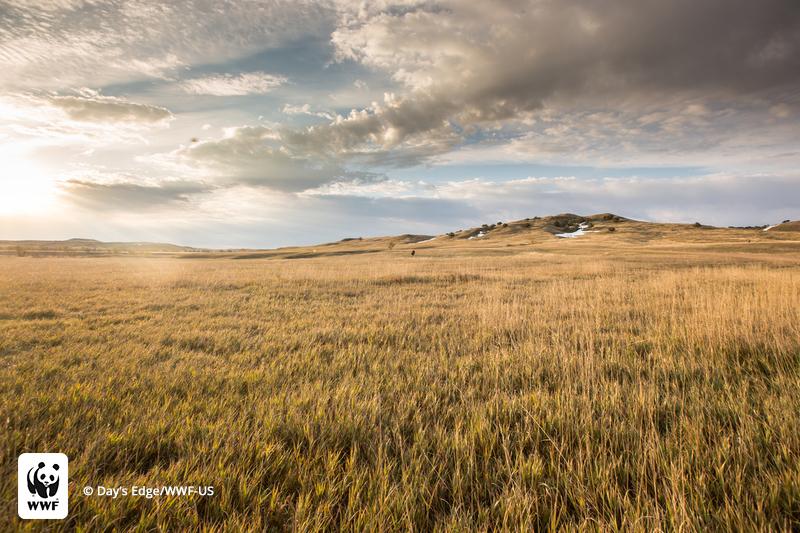 1.6 million acres of Great Plains grasslands were destroyed in