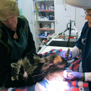 Wildlife being attended to by a vet.