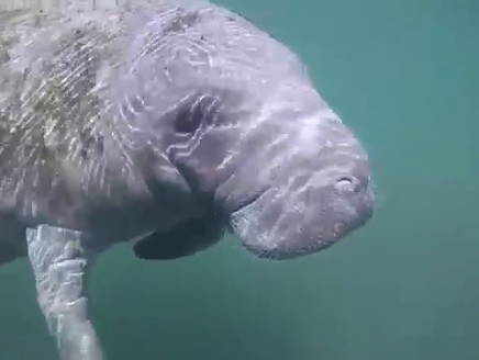 Why Manatees Love Lounging in Florida | 3BL Media